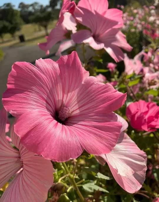 认识各种花的花名,认识各种花的名称