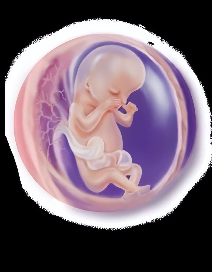 从受孕到分娩约四十周,从受孕到婴儿每天的变化