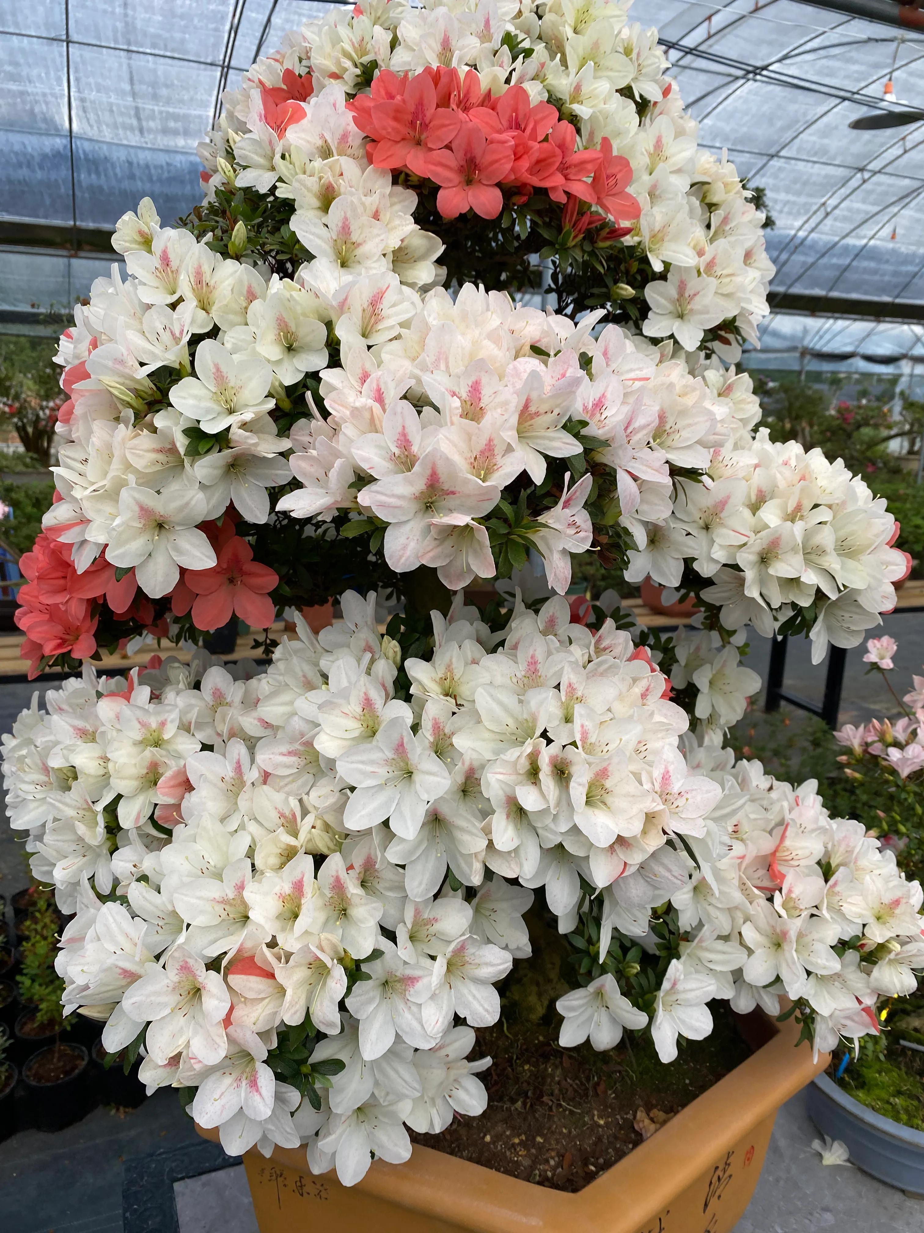 皋月杜鹃花图片大全,皋月杜鹃新品种视频