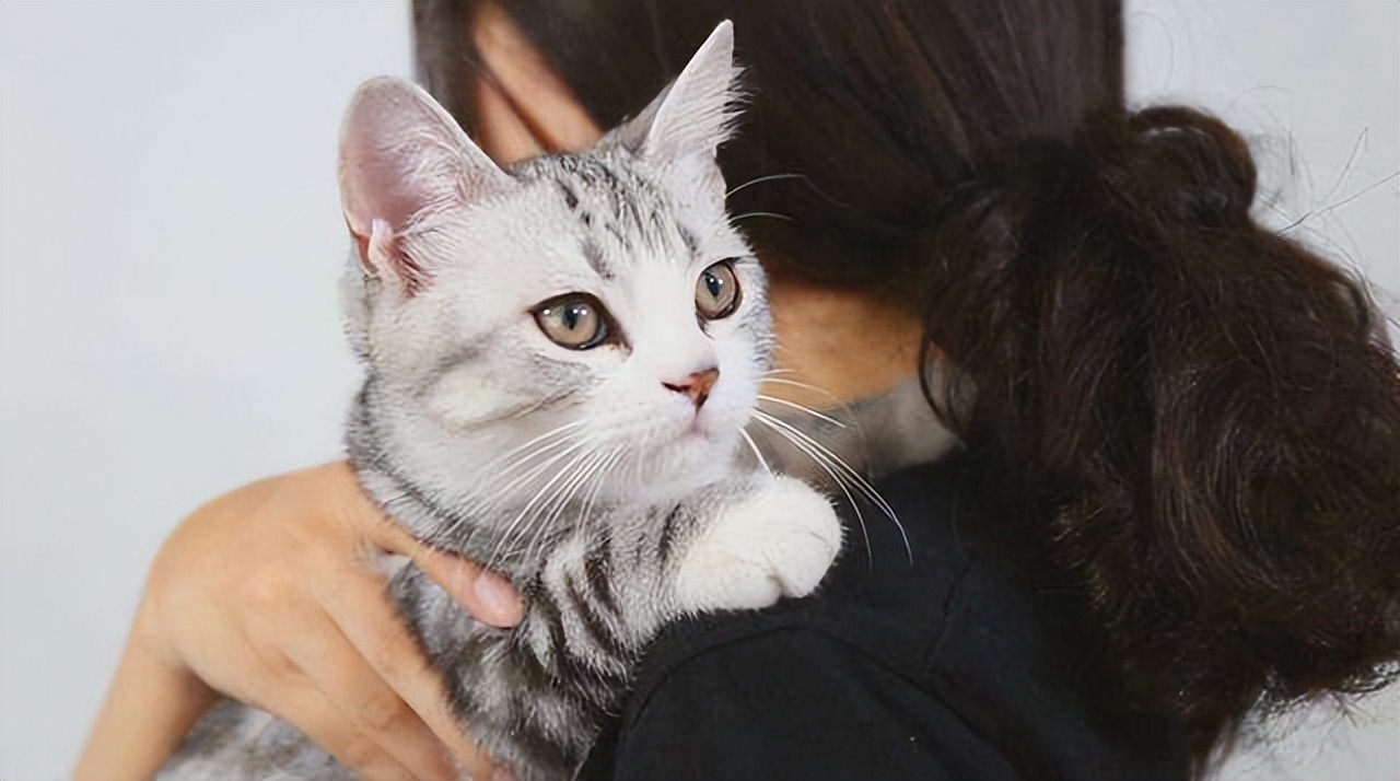 抱猫咪的正确方法,如何正确抱猫咪