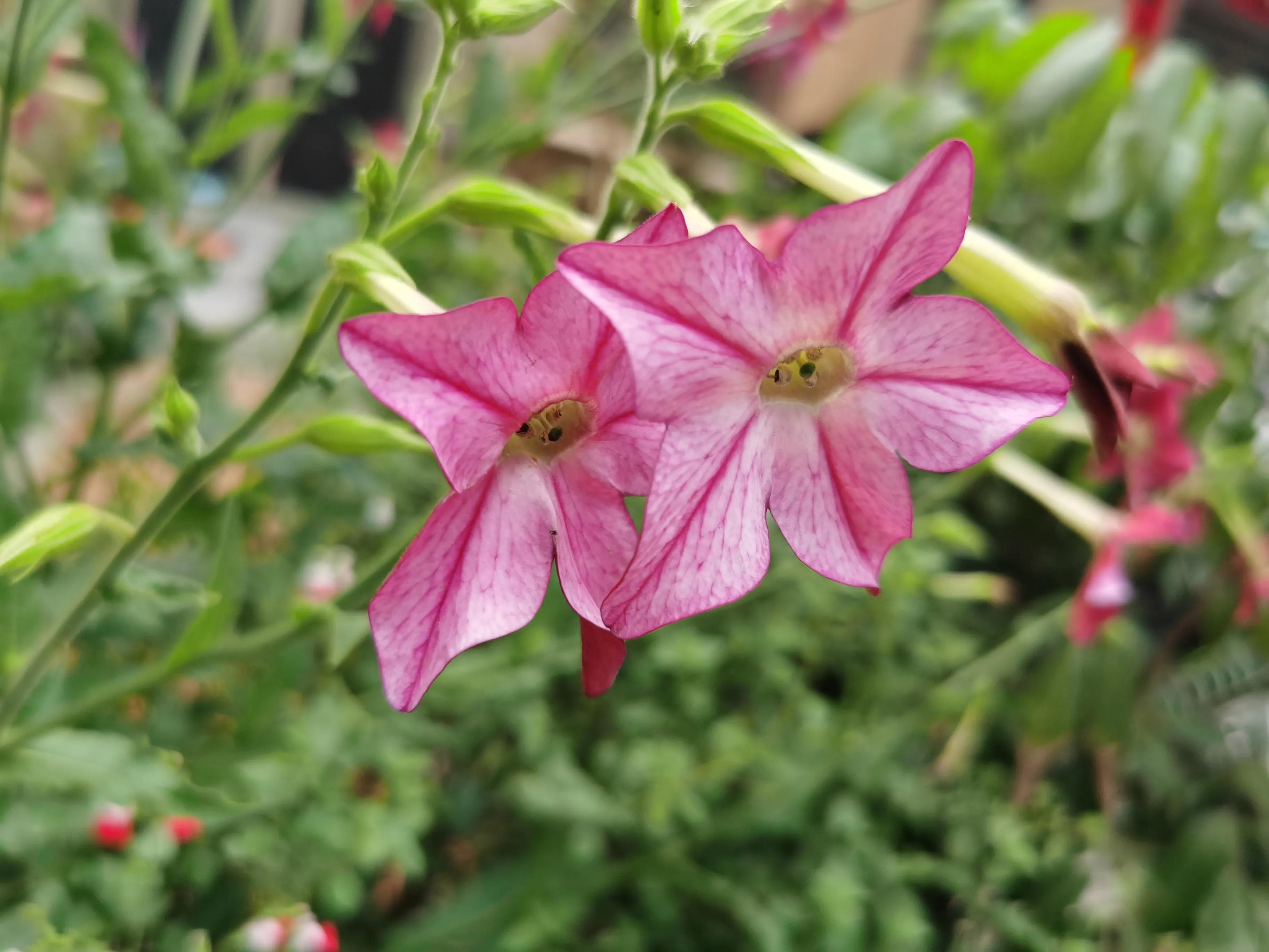 赏花旅游种什么花,春季去公园踏青上百种花让人眼花