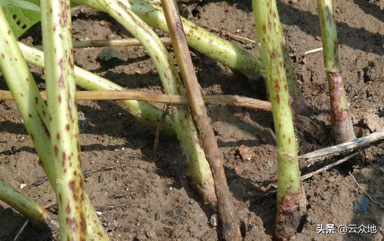 芝麻主要病虫害及防治,芝麻病虫害怎么治