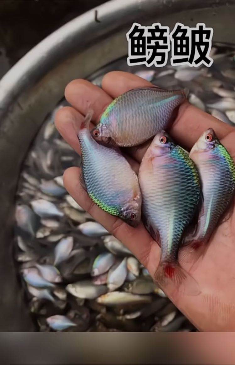 野钓用红虫钓小鱼闹窝怎么办,野钓鲫鱼小鱼闹窝怎么办