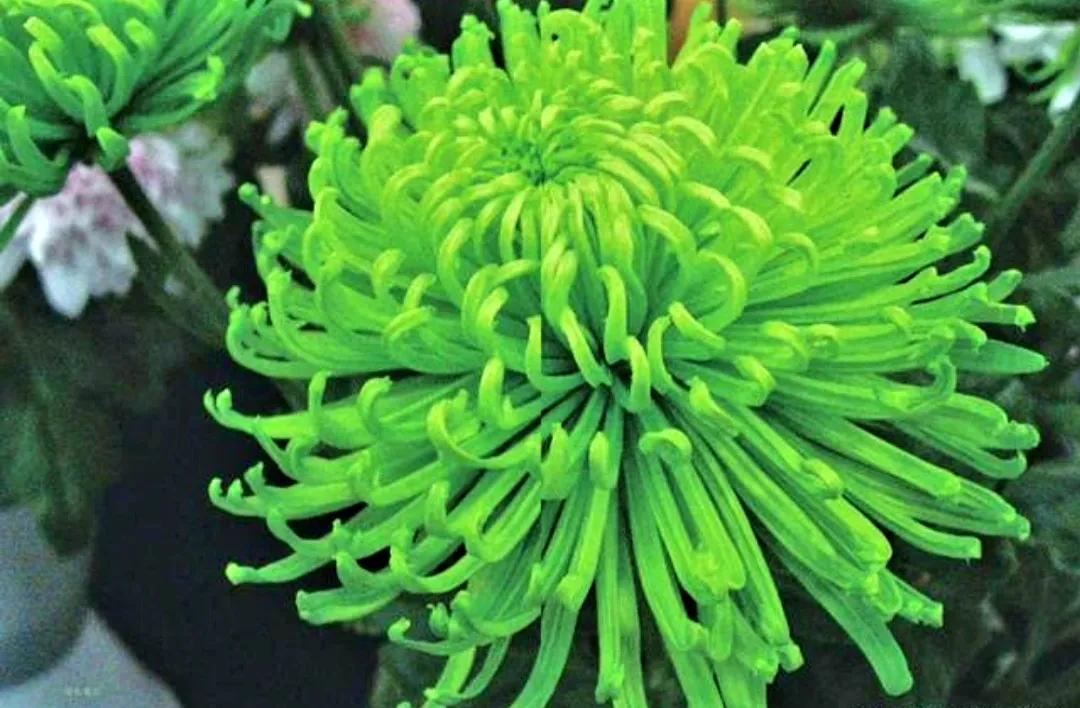 什么是“颜色情人”||今天才明白。色盲人请远离，避免迷惑双眼！