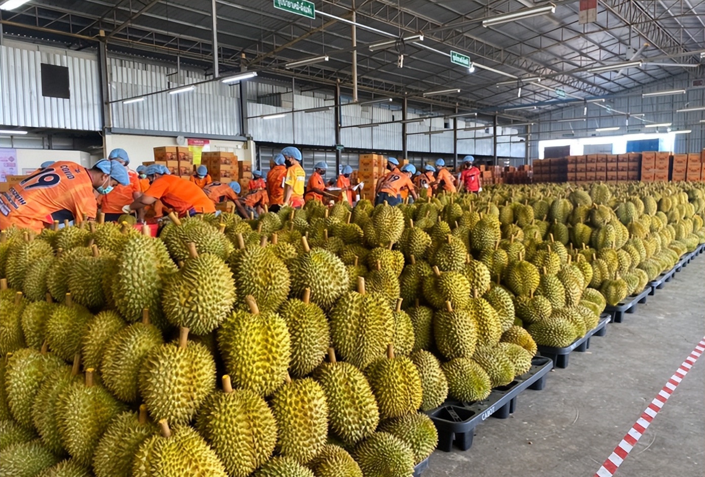 泰国南部榴莲上市对价格有冲击吗,3月份泰国金枕榴莲行情预估