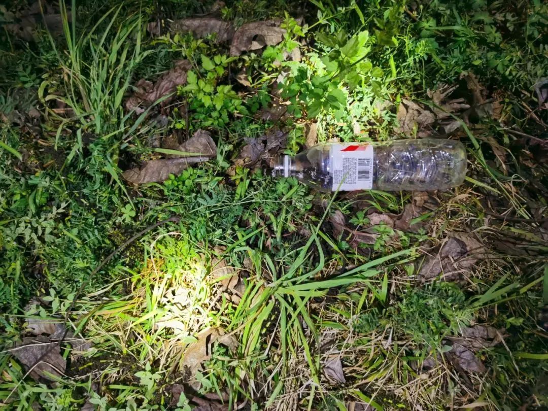 最毒的蛇碰上最毒的蜥蜴,最凶猛最毒的蛇