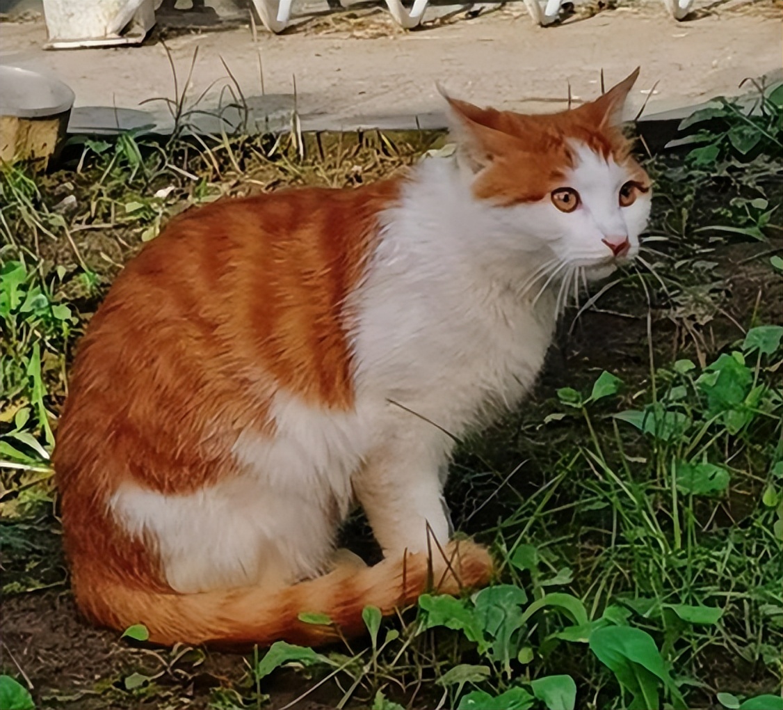 北中医猫,北中医校园