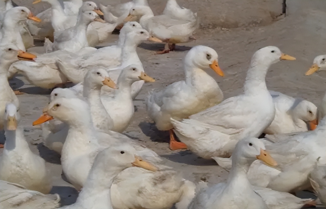 蛋鸭掉毛不下蛋怎么解决,蛋鸭掉蛋是什么原因