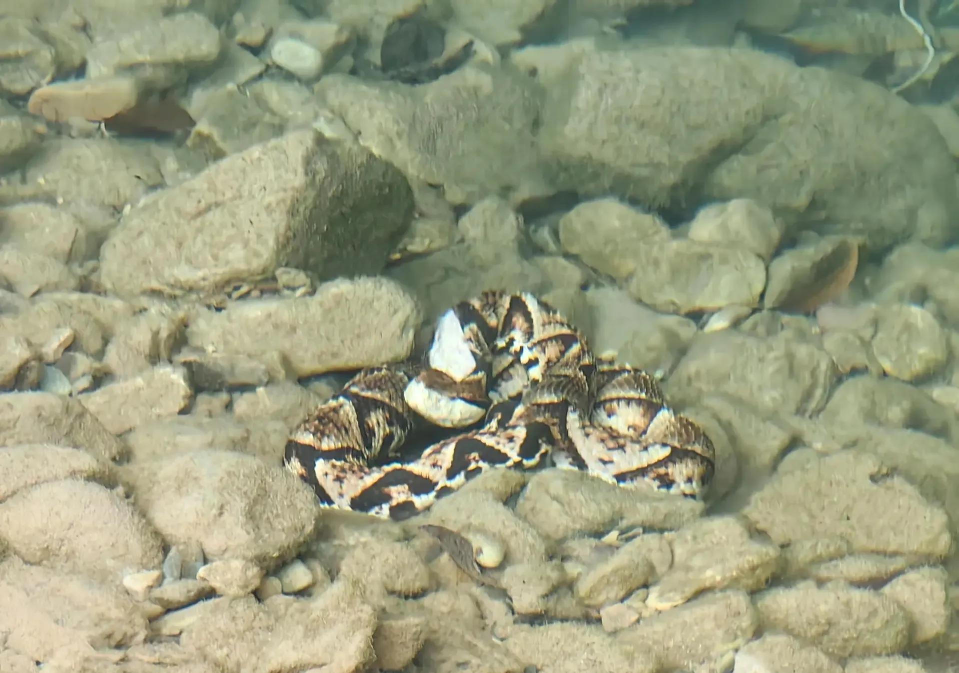 下手真狠，蛇头都给打歪了。