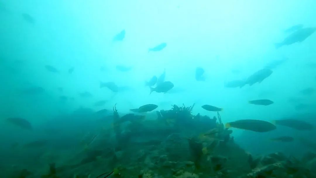 日本海滩核污染现状,日本排核污染水后的大海现状