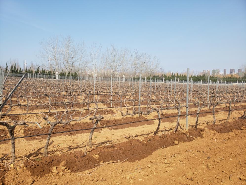 蛇龙珠烟台张裕卡斯特酒庄,张裕卡斯特酒庄蛇龙珠干红葡萄酒