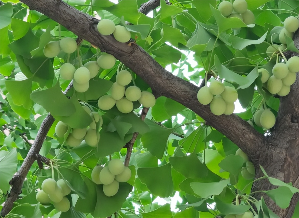 银杏树果是白果吗,银杏树是白果吗