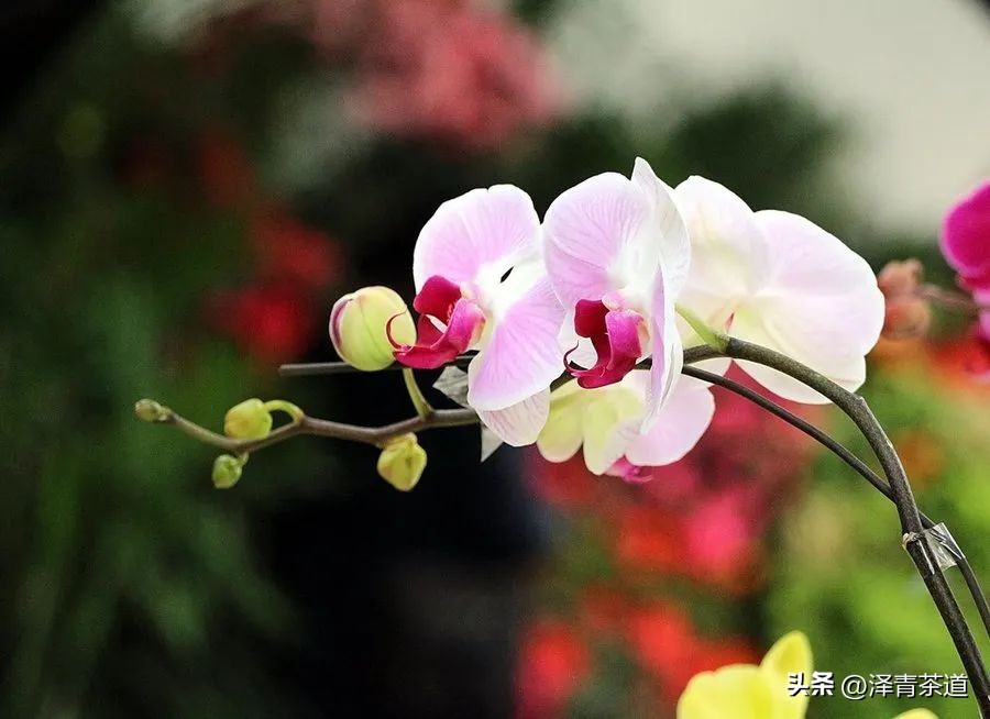 写春天的著名唐诗宋词加赏析,十首描写春天的宋词