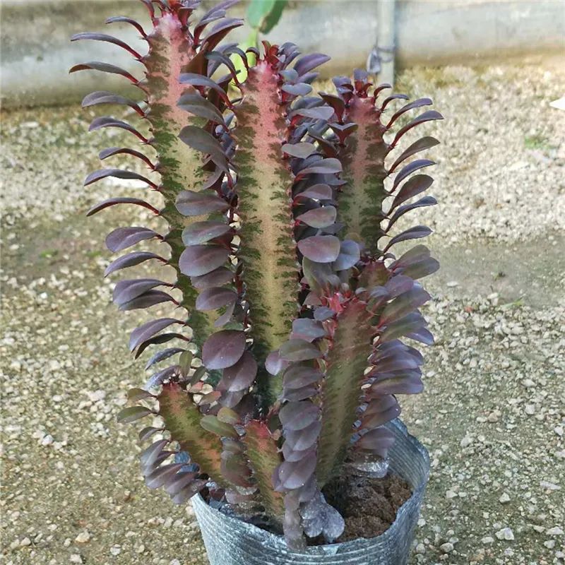 龙骨花夏天怎么黄叶,龙骨花烂根怎么补救