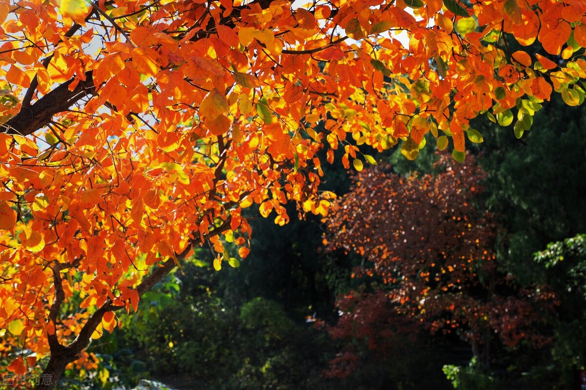 没想到济南的秋天竟然可以这样美,秋天济南哪个景区最美