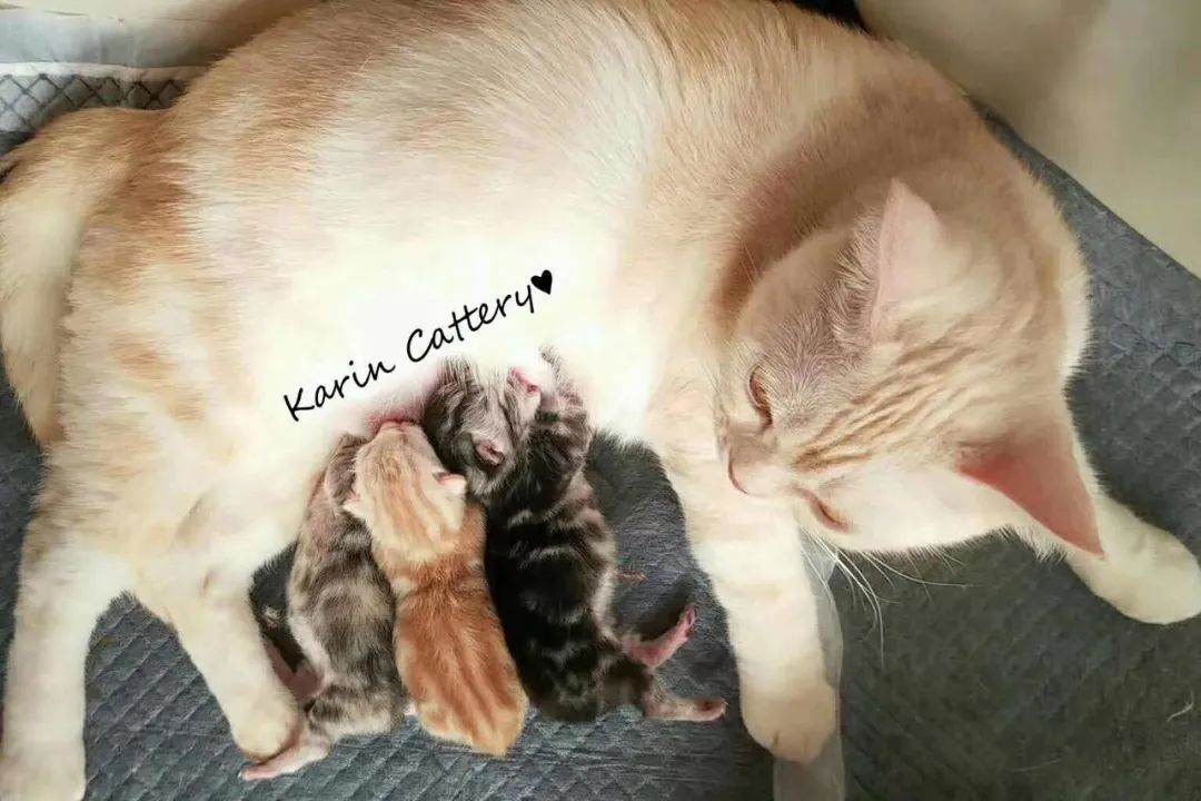 基因克隆最新突破,基因最新突破