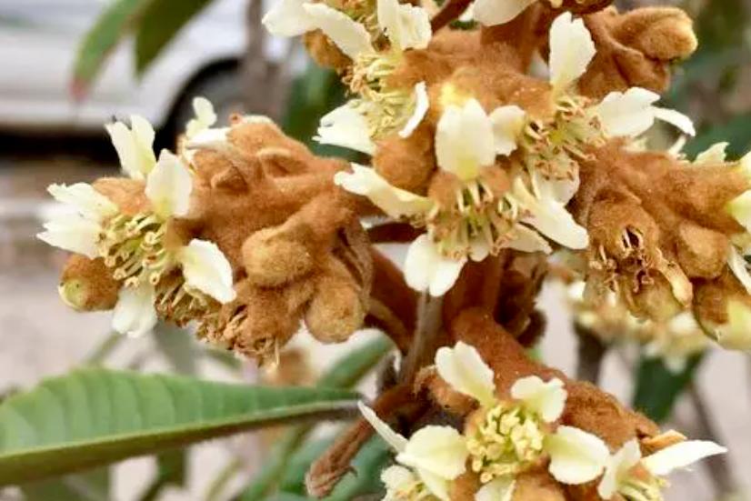 农村老人口中这种“止咳花”也火了，化痰止咳，2023年看见别错过