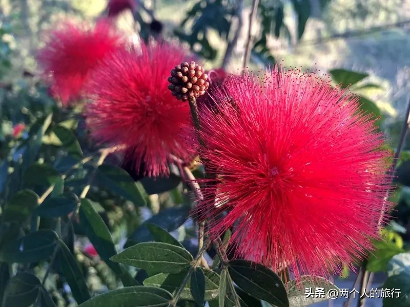 从普洱茶到古树茶的感悟,好喝普洱咖啡