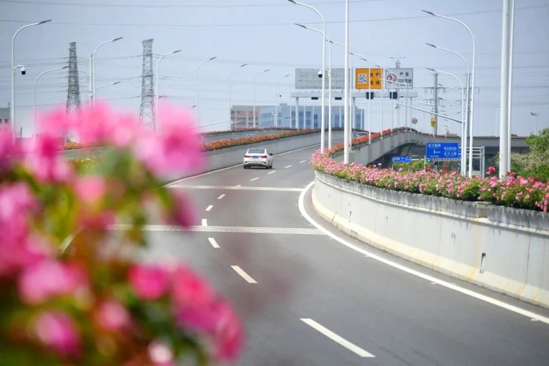 最好看的月季花海,百万株月季怒放惊艳五月初夏