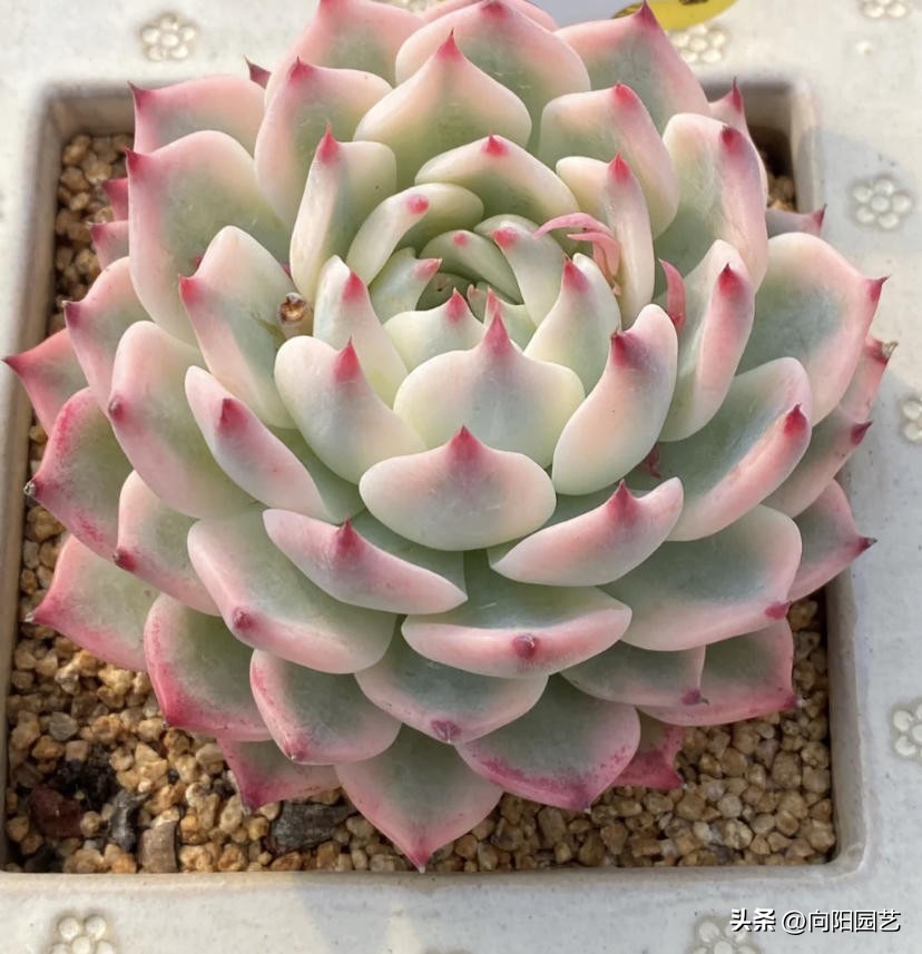 吉娃娃适合养一只还是一对,吉娃娃怎么养才能活得久