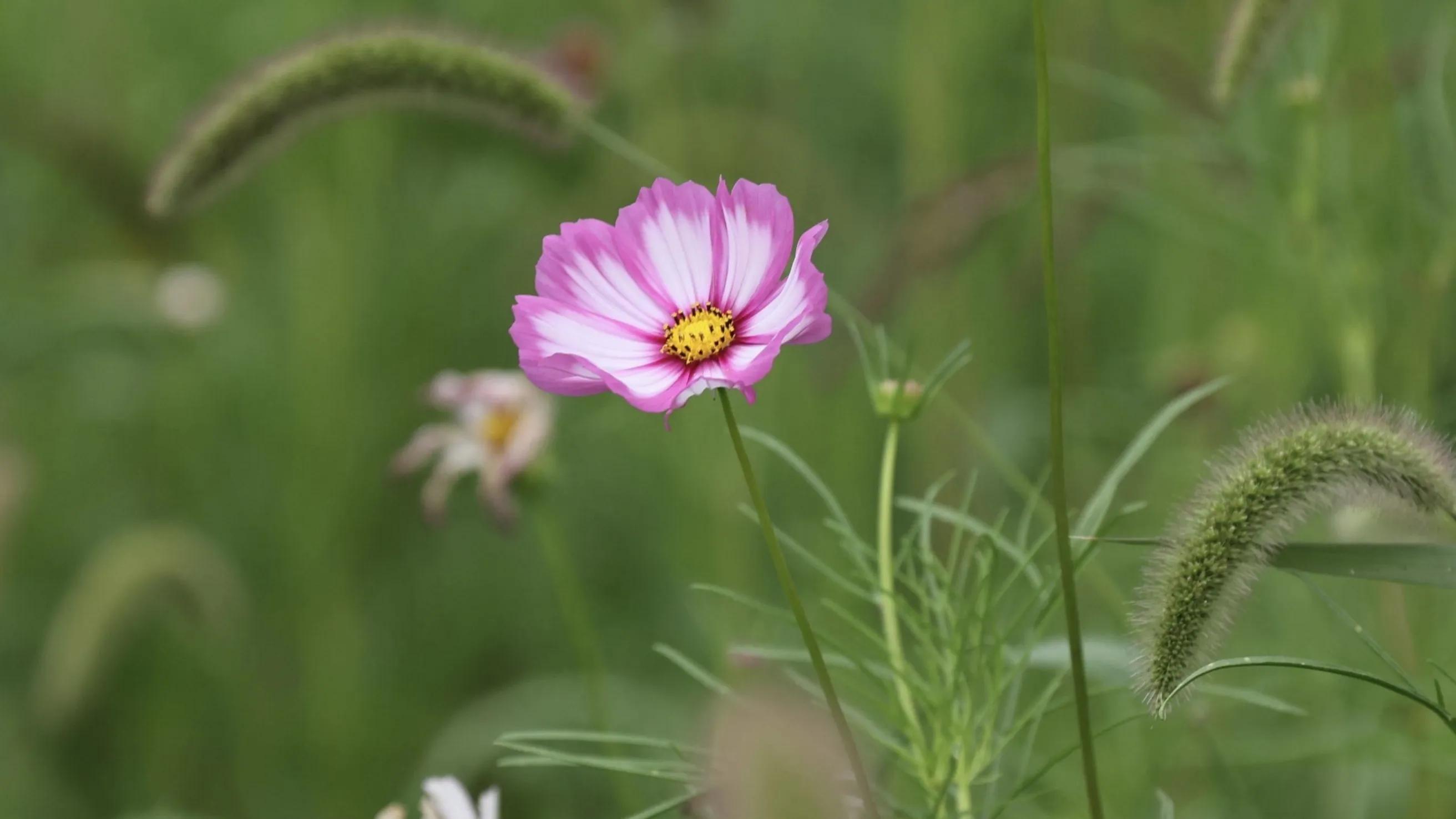 大智若愚其实一点都不糊涂,越傻越聪明大智若愚
