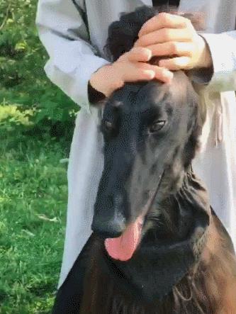 狗界扛把子臭名远扬的4种狗,狗界中最通人性的5种狗