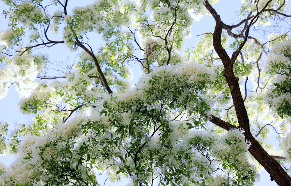 石大沟流苏,大石沟流苏花