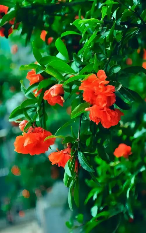 春花凋谢了,春花凋谢