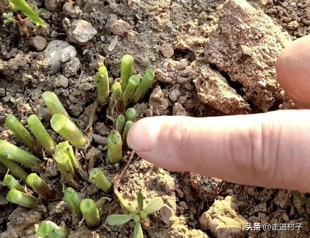 韭菜根长蛆能挖出来晒吗,韭菜长地蛆了喷还是冲药呢