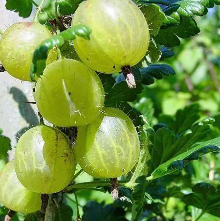 草莓家族有哪些成员,草莓家族成员在哪里