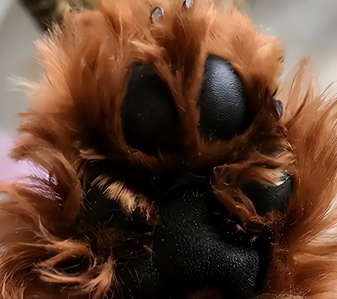 纯种泰迪2个月588贵么,铁包金泰迪是不是纯种泰迪