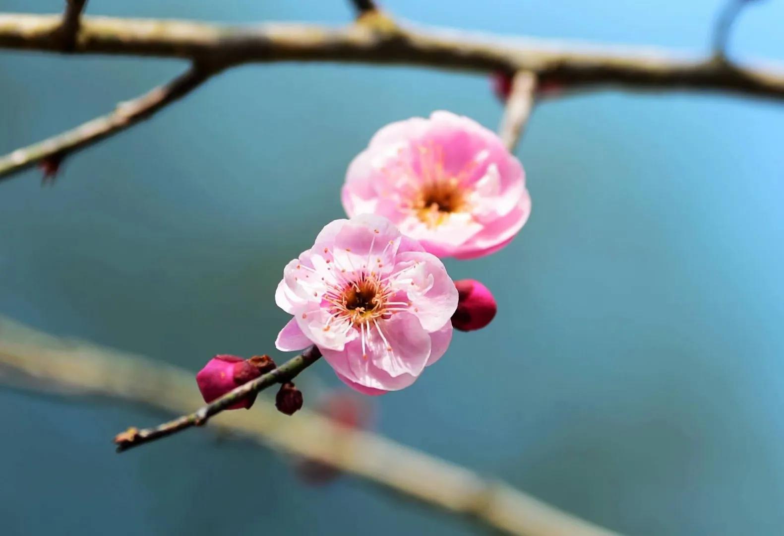 梁尔源：狼和羊（组诗）