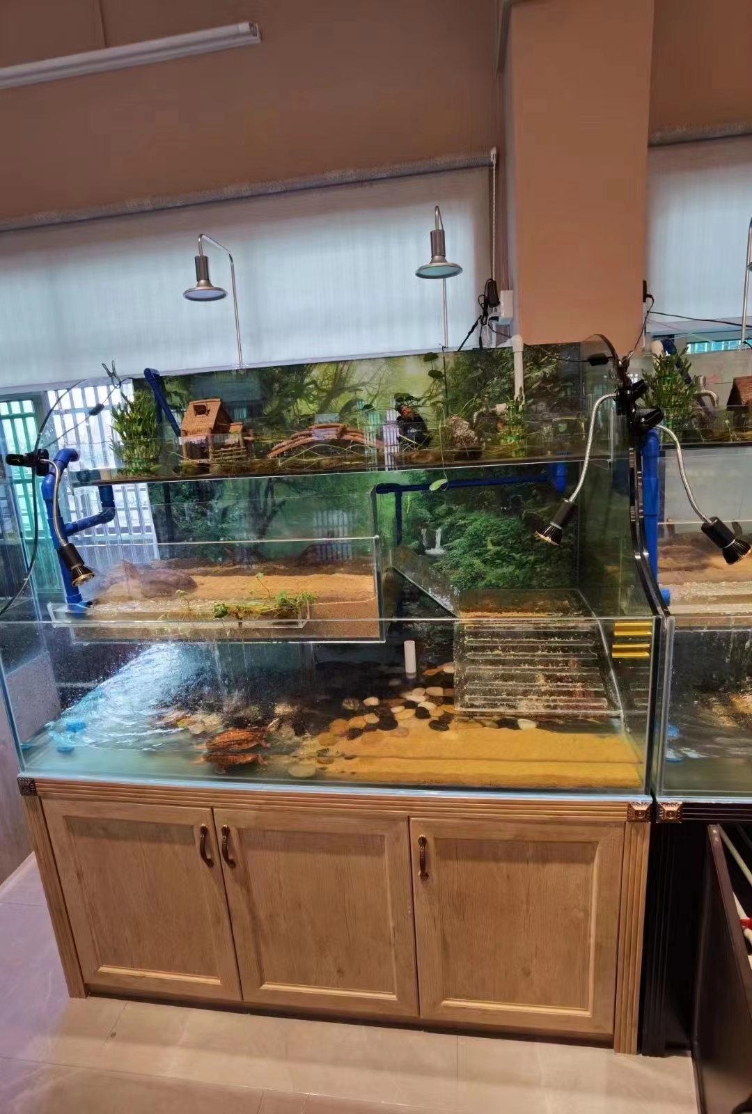 金钱龟养殖,金钱乌龟养殖方法视频