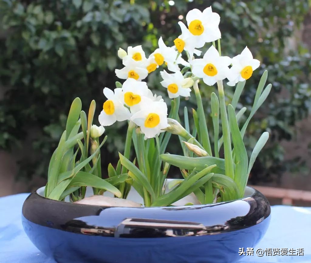 花香满屋植物,花香四溢的绿植