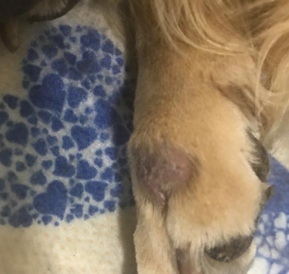 狗狗乳腺肿瘤溃烂怎么处理,狗狗乳腺囊肿和肿瘤的区别