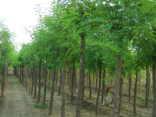 鬼吹灯张三链子人物关系图,鬼吹灯中哪里提到了张三链子