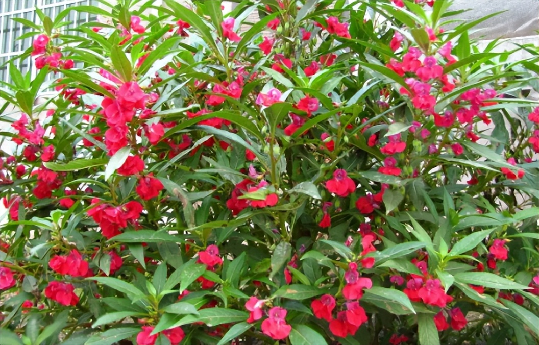 什么植物可以防止蛇,什么植物可以防蛇进家