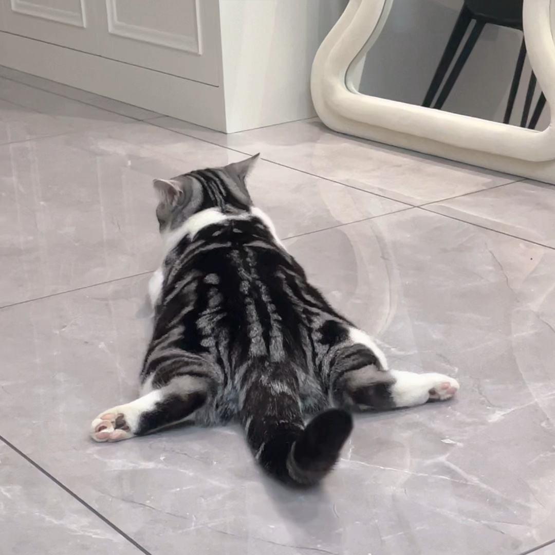 各种猫咪奇怪的睡姿图片大全,猫咪的不同睡姿代表着不同的性格