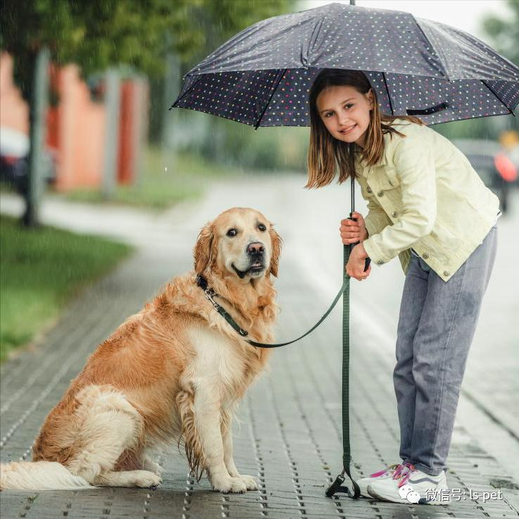 养狗的好处和坏处共9篇,养狗对抑郁症有什么好处和坏处