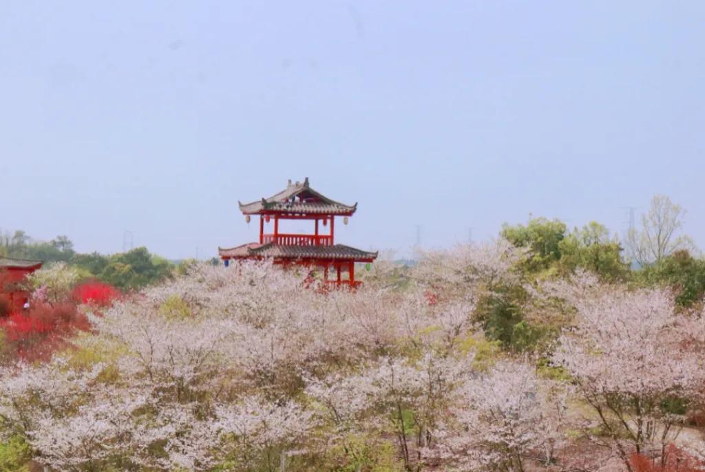 长沙浪漫樱花谷,长沙浔龙河樱花谷花开了吗