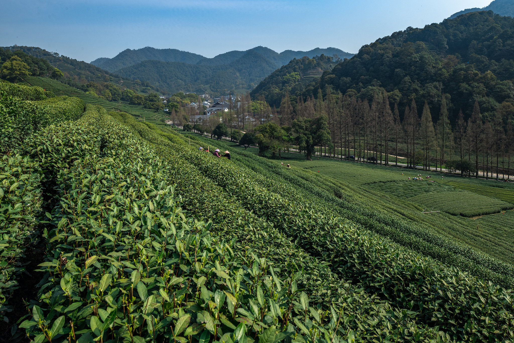 白茶泡茶的水温度多少最好,白茶温度多少泡茶比较好