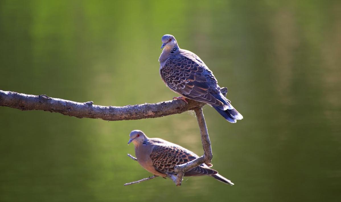 斑鸠一般生活在什么地方,东北野外斑鸠一般夜间在哪里栖息