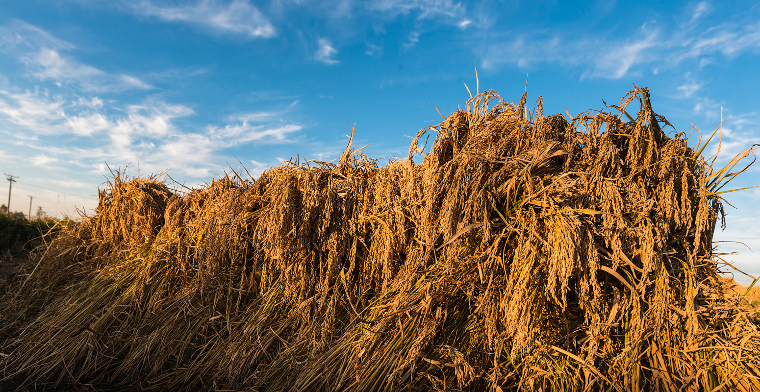 原粮香稻米,长白山有机大米当季新米正宗