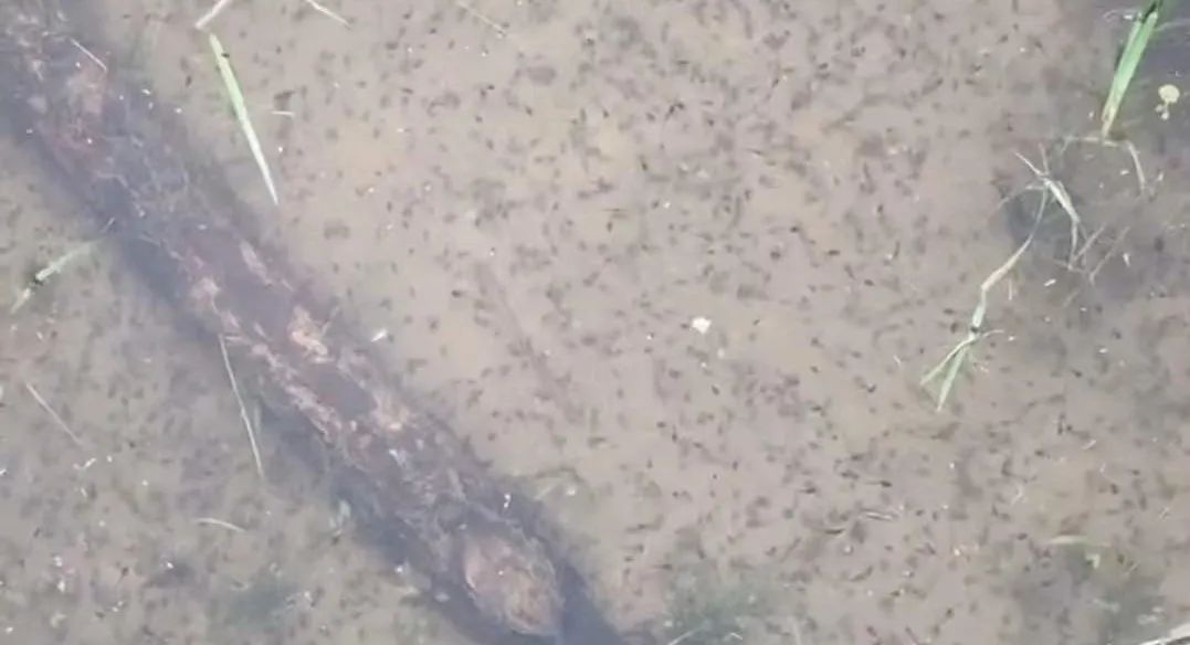 养蝌蚪需要注意什么事项,蝌蚪养殖怎样预防生病的发生呢