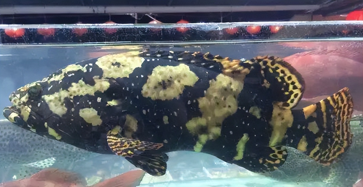 马鞭草和鹿衔草对养殖虎龙杂交斑生长与免疫影响的研究