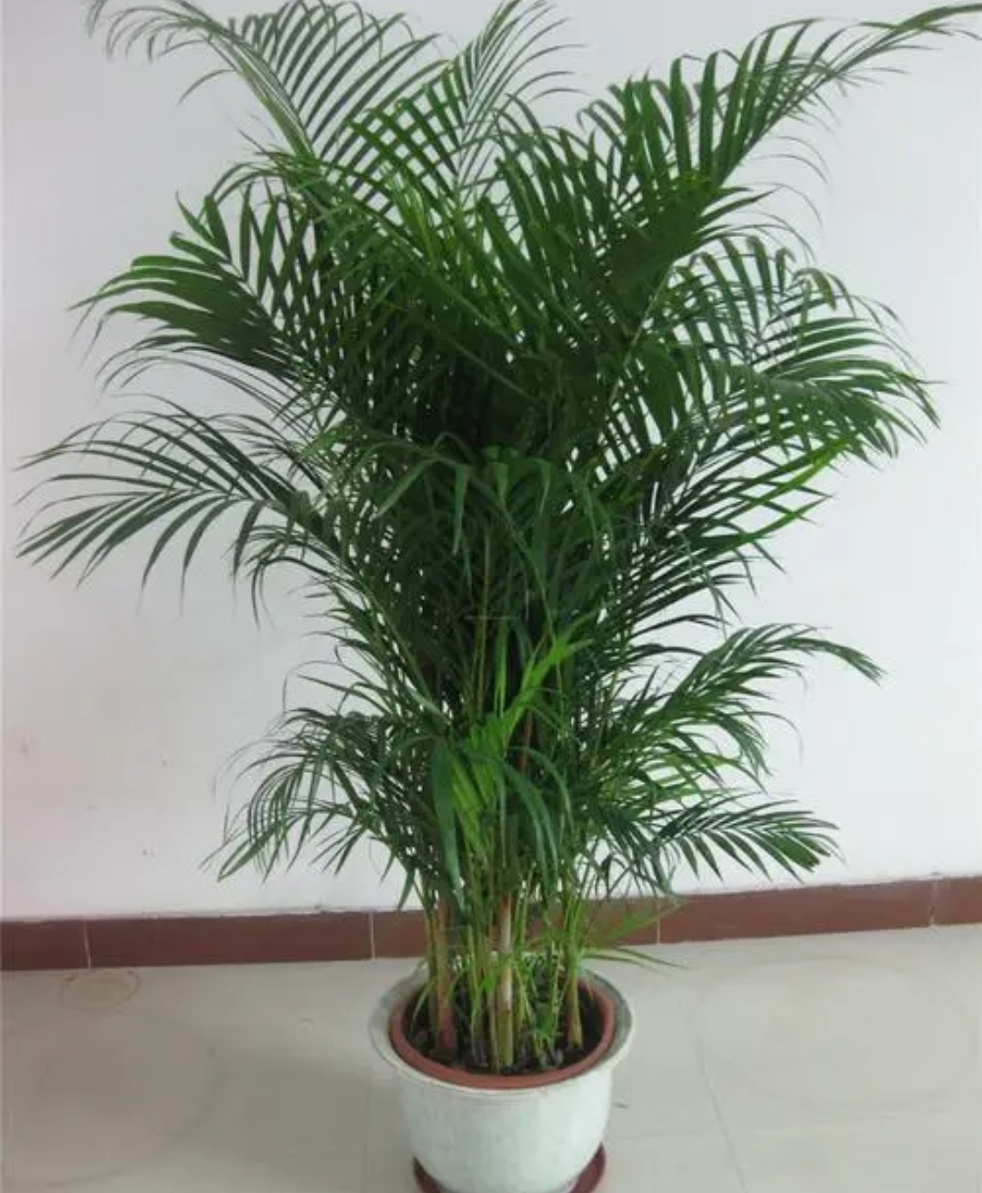 适合室内养的大叶子植物有哪些,四季常绿的室内植物好养