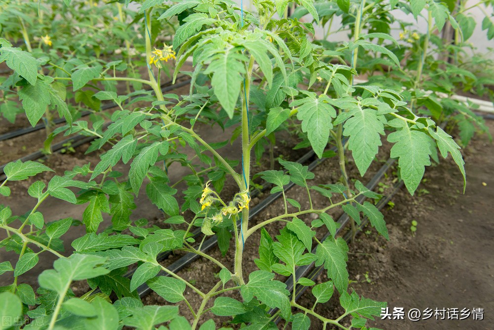 酵素种植的配方和发酵过程,神奇的酵素怎么做