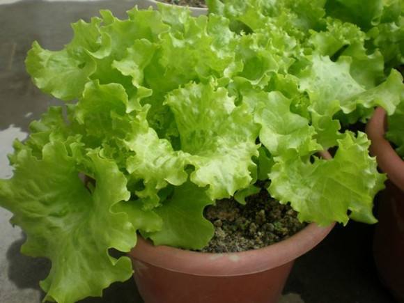 100个阳台养什么花好,100种阳台养的花草