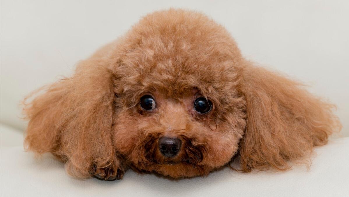 泰迪犬有什么疾病会死掉,泰迪犬常见的生病症状都有哪些