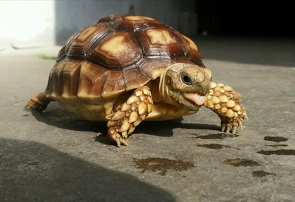 男子在臭水沟捡到一只乌龟,男子在河边捡到两只大乌龟
